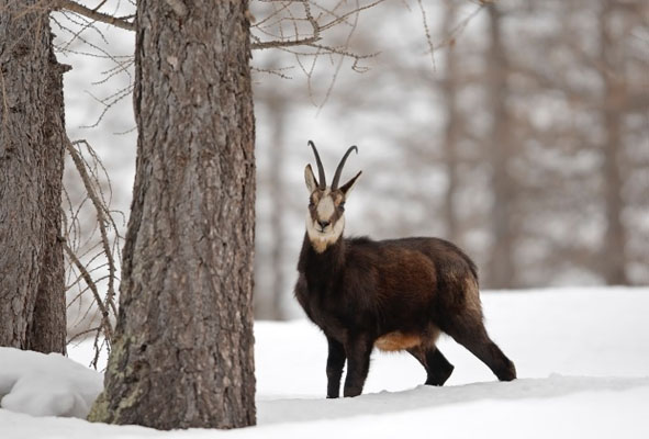 Guido Bissattini, un camoscio ripreso in inverno